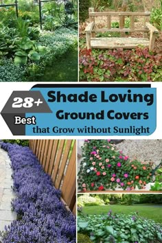 the best shade loving ground covers that grow without sunlight in your yard or garden area