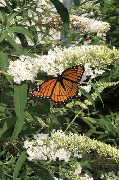 a monarch butterfly resting on some white flowers