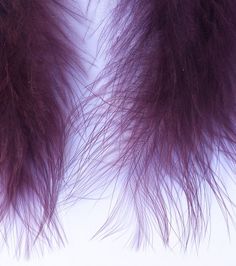 closeup of purple feathers against a white background