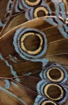 the feathers of a peacock are showing their blue and brown markings on it's feathers