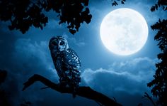 an owl sitting on a tree branch with the moon in the background