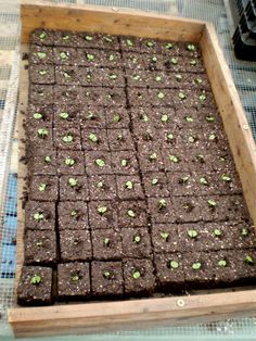 a wooden tray filled with brownies covered in green sprouts and dirt on top of a table