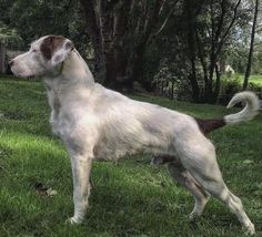 a white and brown dog standing on top of a green grass covered field next to trees