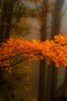 the words in arabic are written on an image of trees with yellow leaves and fog