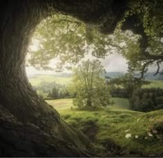 an image of a tree in the middle of a grassy field with sunlight coming through it