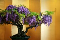 a bonsai tree with purple flowers in a green pot on a table next to a wall