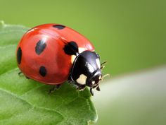 a lady bug sitting on top of a green leaf