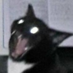 a black and white dog with its mouth open