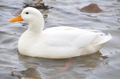 a white duck floating on top of a body of water