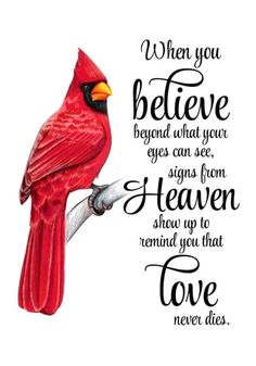 a red bird sitting on top of a branch with the words, when you believe beyond what