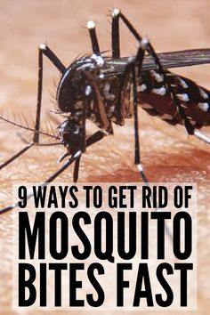 a mosquito is shown with the words 9 ways to get rid of mosquito bites fast