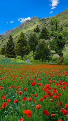 a field full of red flowers with mountains in the background