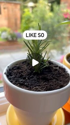 a potted plant sitting on top of a window sill with words like so