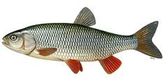 a fish that is standing up against a white background