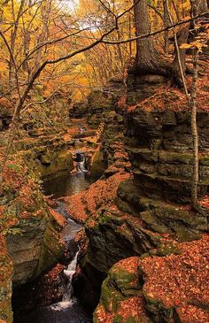 a small stream running through a forest filled with rocks and trees covered in fall leaves