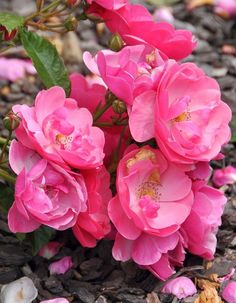 pink flowers are blooming on the ground