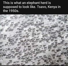 this is what an elephant herd is supposed to look like tsavo, kenya in the 1950s