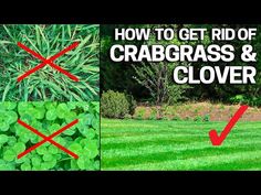 how to get rid of grass and clovers