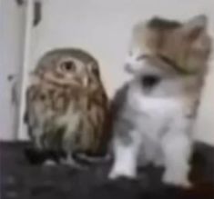 an owl sitting next to a cat on top of a table