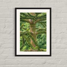 a pine tree branch with green leaves in the foreground, framed on a white brick wall