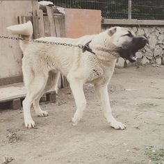 a large white dog standing on top of a dirt field