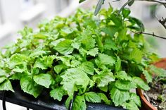 green plants are growing in a potted planter