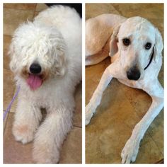 two pictures of a white dog laying on the floor with his tongue hanging out and another photo of it's face