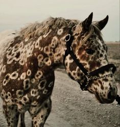 a brown and white spotted horse standing on top of a dirt road