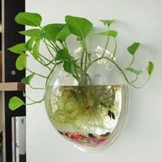 a plant in a glass bowl hanging from the side of a white wall next to a bookshelf