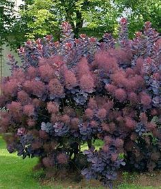 purple flowers are growing in the middle of a garden