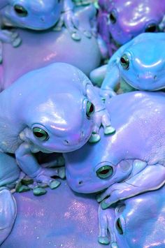 several green frogs sitting on top of each other