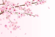 pink flowers are blooming on the branch of a cherry blossom tree in front of a white background