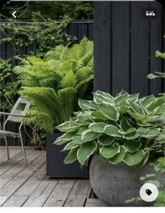 a potted plant sitting on top of a wooden deck