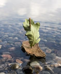 a single leaf is sitting on a rock in the water