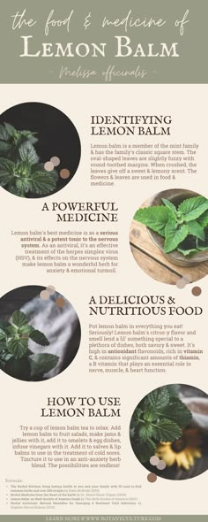 the health benefits of lemon balm info sheet with instructions on how to use it