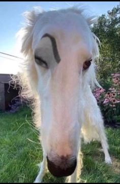 a close up of a white horse with black markings on it's face and nose