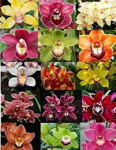 many different types of orchids are shown in this collage with the same color