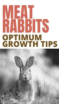 a rabbit is sitting in the grass with text reading meat rabbits optimium growth tips