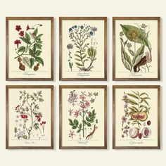 four framed pictures with different types of flowers and leaves on the same page, each one is