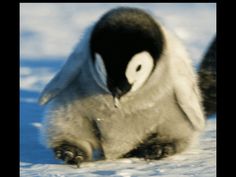 a penguin is rolling around in the snow