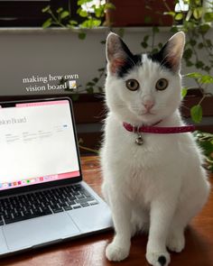 a white and black cat sitting in front of a laptop on a table with a red collar around its neck