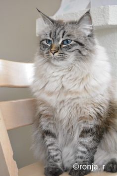 a fluffy cat sitting on top of a wooden chair