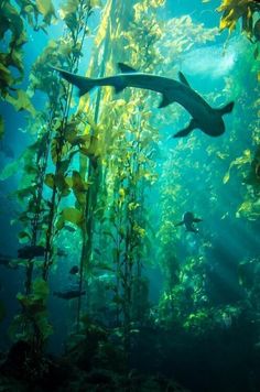 two sharks swimming in an aquarium surrounded by plants and algae growing on the water's surface