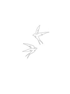 two birds flying side by side in the sky