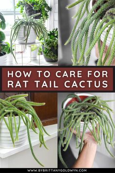 how to care for rattail cactus in the kitchen or living room with pictures and text overlay