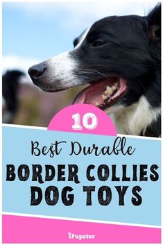 a black and white dog with its tongue out in front of the camera text reads 10 best dundale border collies dog toys