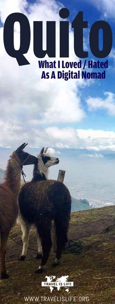 two llamas standing next to each other on top of a hill with the words quitto written above them