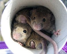 two brown mice sitting in a white bowl