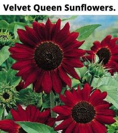 red sunflowers with green leaves and the words cute of nann on it