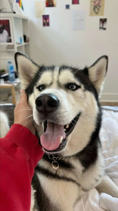 a person petting a husky dog on top of a bed